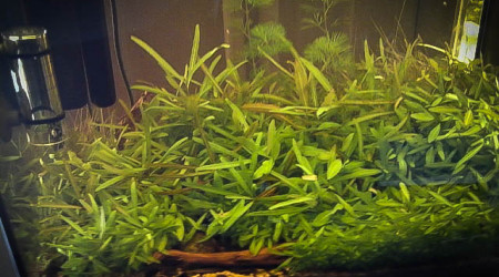 ça pousse encore...