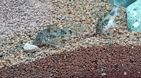 Mes premiers poissons.