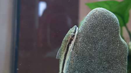 Mes premiers poissons.