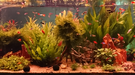 Petit couché de soleil avant extinction...