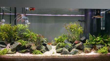 aquarium Juwel 100L