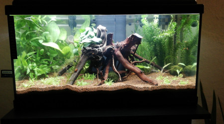 aquarium 60l