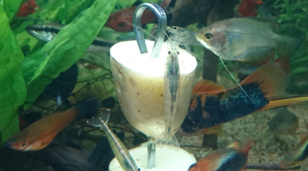 Crevettes élevées aux frites...