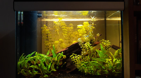 aquarium Amazonien