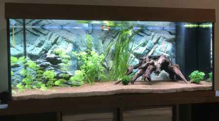 aquarium Aquarium juwel Rio 240L