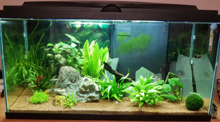 aquarium Biotope Amazonien