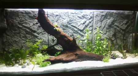 aquarium biotope amazonien