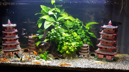 aquarium Communautaire 250l