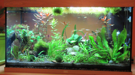 aquarium 125 litres Pseudomugils Danio Choprae et crevettes