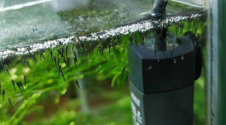 Reproduction trichopsis vittata