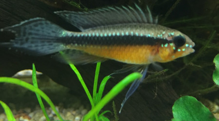 Appistogramma Elizabethae