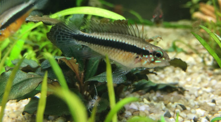 Appistogramma Elizabethae