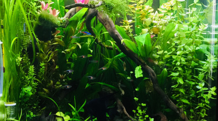 aquarium Amazonnien