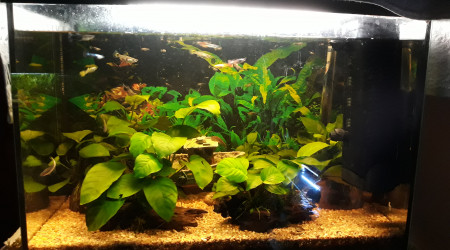 aquarium Mon 80l