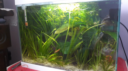 aquarium Mon 20l killies