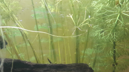 On voit les dizaines d alevin