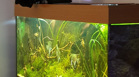 aquarium Amazonien