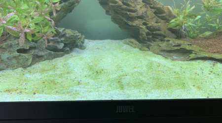 Apparition d'algues :(