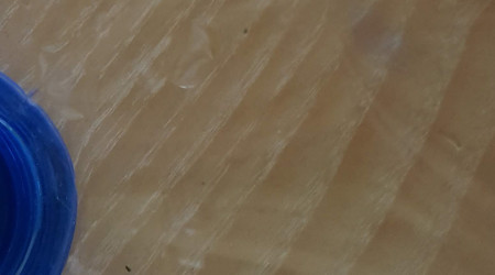 3 crevettes adultes mortes lendemain chgt eau& netoy filtre