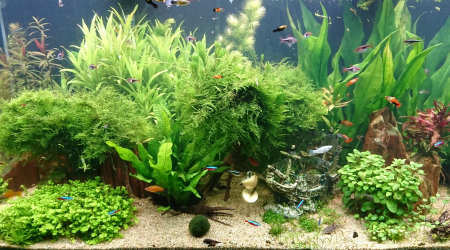 aquarium Rio 450