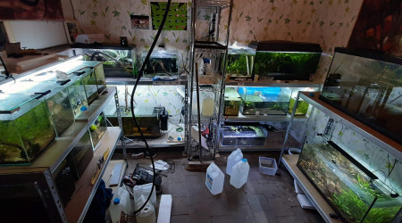 aquarium Modifications de la fishroom