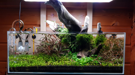 aquarium 17l planté