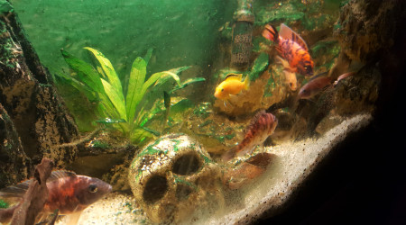 aquarium Malawi
