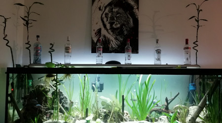 aquarium Poipoi
