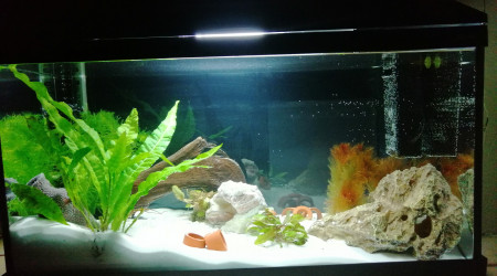 aquarium Racine et plante