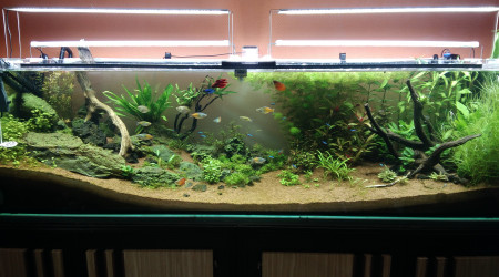 aquarium 720L