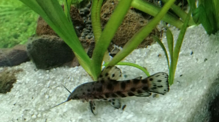 Hoplosternum thoracatum