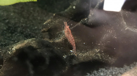 Crevettes Red Cherry