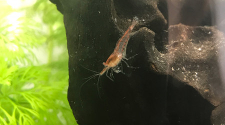 Crevettes Red Cherry