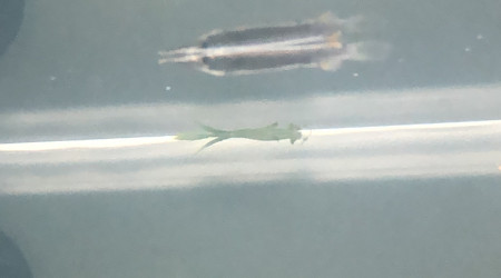 Poisson dermogenys pusilla (dermogenys pusillus)