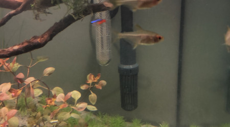 Poisson hyphessobrycon pulchripinnis (tetra citron)