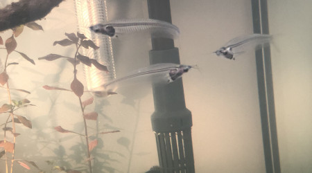 Poisson kryptopterus minor (silure de verre)