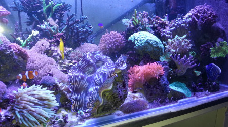 aquarium recifal