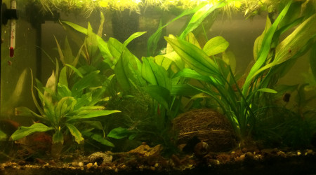 aquarium 15l