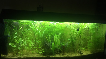 aquarium 120l