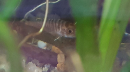 Alvin Aulonocara Baenschi