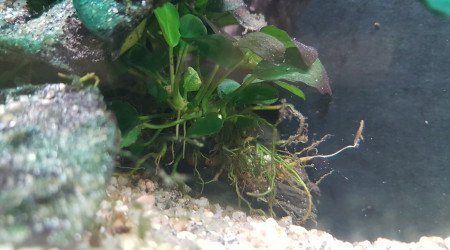 Alvin Aulonocara Baenschi