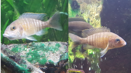 Femelle aulonocara Baenschi pendant et après l'incubation buccale