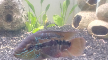 aquarium Eau tropicale