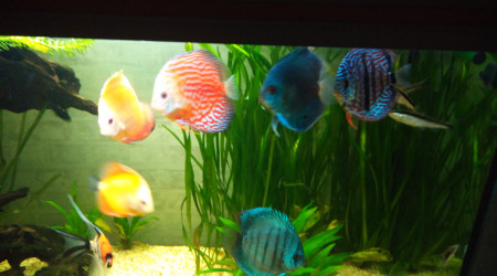aquarium Bac commun