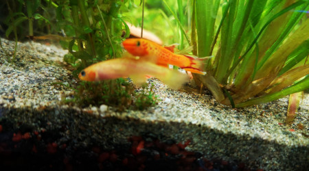 Nouveaux poissons couple Killies Cap Lopez