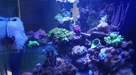 aquarium Cedric46