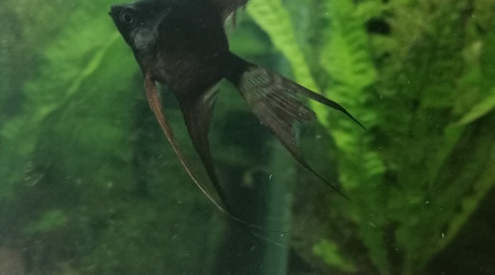 Pterophyllum scalare