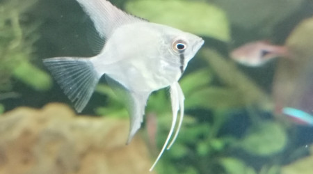 Pterophyllum scalare