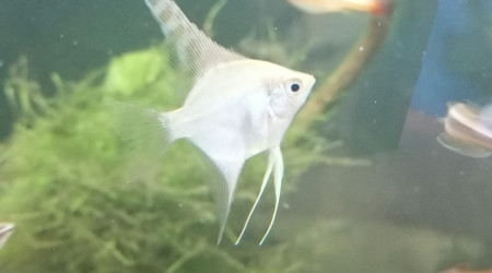 Pterophyllum scalare
