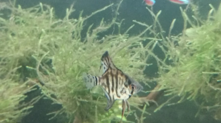 Pterophyllum scalare